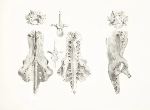 Las inquietantes iglesias de huesos en Europa: un camino entre el arte y la memoria