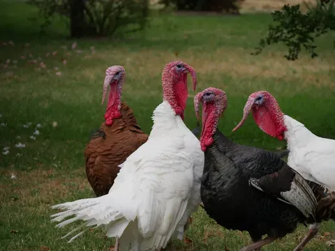 Pavos reales se convierten en habitantes icónicos de Punta Marina