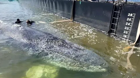 Rescate Acuático: La Odisea de la Ballena Jorobada 'Timmy'