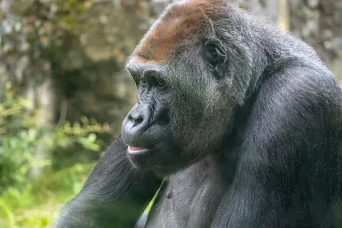 Fatou, la gorila más anciana en cautiverio, celebra su 69º cumpleaños en Berlín
