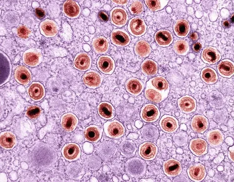 La IA y la Simulación de Células Humanas: El Biohub de Zuckerberg