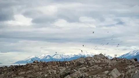 Un vertedero de aves en Ushuaia, Argentina, bajo sospecha como origen del brote de hantavirus