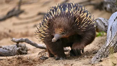 La Fauna como Aliada en la Lucha Contra el Cambio Climático