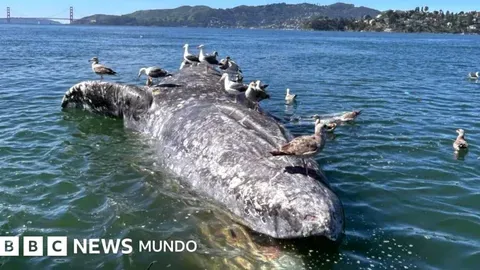 Crisis de las Ballenas Grises en la Bahía de San Francisco: Un Llamado a la Conservación
