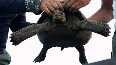 El Regreso de las Tortugas Gigantes a Floreana: Un Hito en la Restauración Ecológica de Galápagos