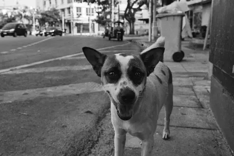 Un perro descubre 48 toneladas de cannabis en una favela de Río de Janeiro