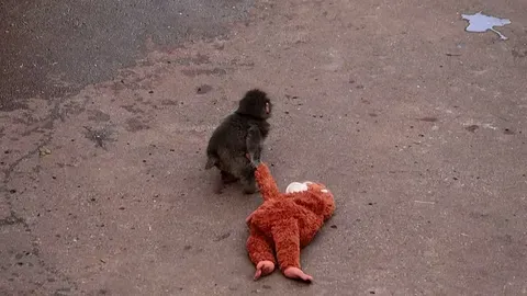 El Mono Bebé Punch, la Nueva Estrella del Zoo en Japón