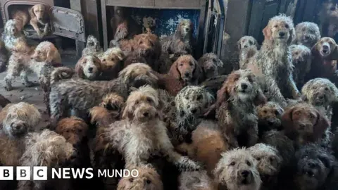 Rescate y Recuperación de 250 Perros en Inglaterra