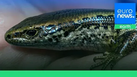 Una especie en peligro: el eslizón de Alborn en Nueva Zelanda