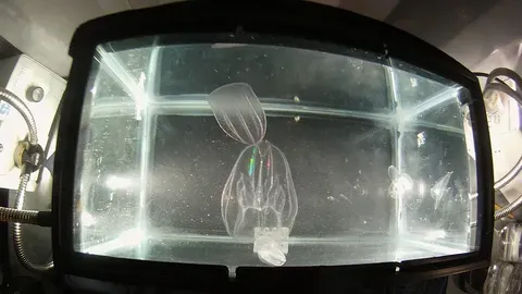 Medusas y cangrejos amenazan la laguna de Venecia
