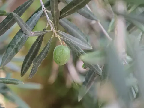El aceite de oliva regresa al corazón histórico de Roma