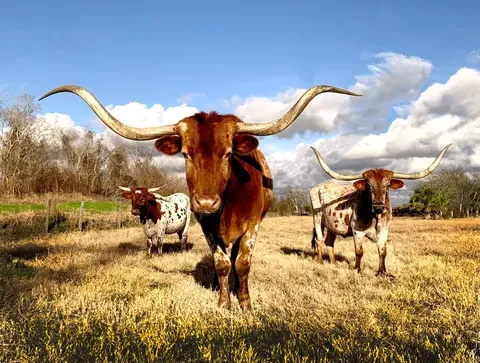 Texas demanda a Netflix por recopilación indebida de datos