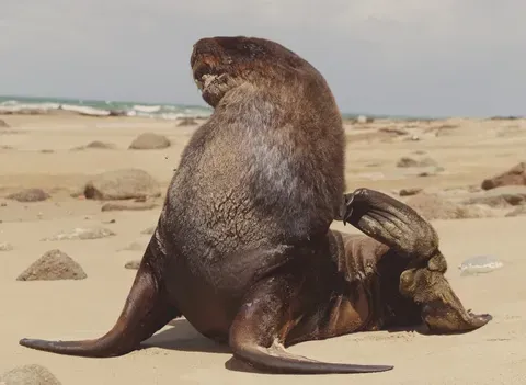 El lobo marino Chonkers se vuelve famoso en San Francisco