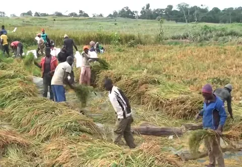 La Autonomía del Arroz en Camerún