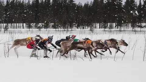 Las carreras de renos en Finlandia
