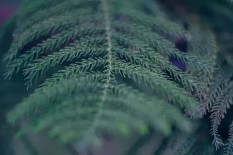 Lanzamiento de 'With This Tear': una Conmemoración Póstuma a Prince
