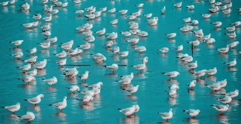 Gaviotas: La Utopía que Reinventa el Mundo en Colombia