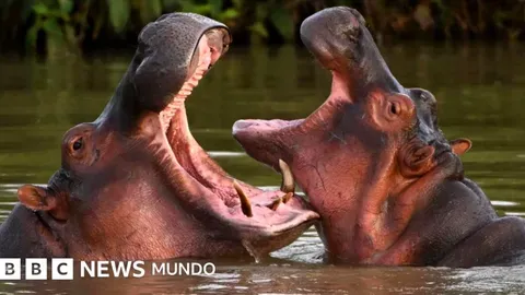 Colombia y la controvertida decisión sobre los hipopótamos de Pablo Escobar