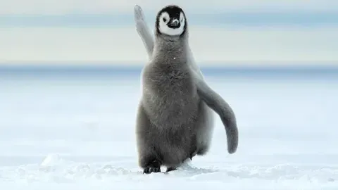 El pingüino emperador, una especie amenazada