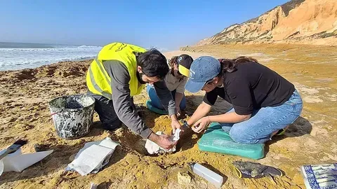 Fósiles de ballena de 10 millones de años hallados en Portugal