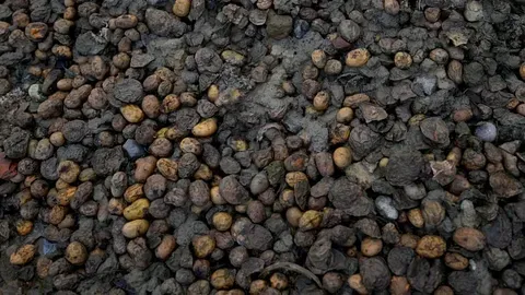 Crisis de las Patatas en Grecia por Importaciones de Egipto