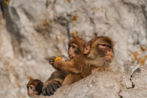 Los monos de Gibraltar y su extraño hábito de comer tierra