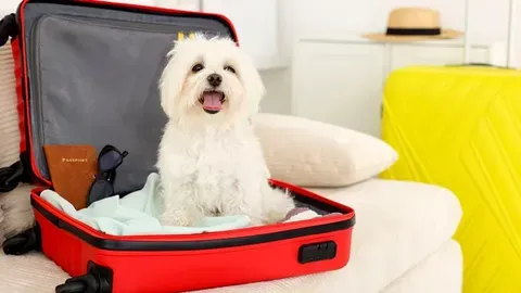 La UE endurece su normativa sobre el pasaporte de mascotas