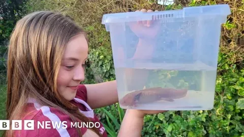Una niña encuentra un ajolote en Reino Unido