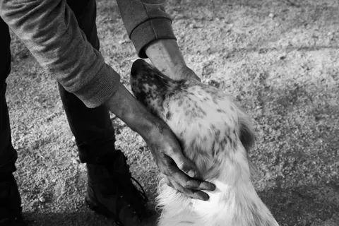 Timmy, la ballena jorobada, es liberada en el Mar del Norte