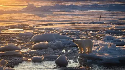 Los osos polares y el hielo marino