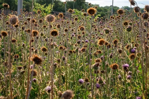 La Exposición de Perros Robots que 'Cagan' Arte