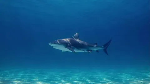 Los científicos advierten que el cambio climático podría aumentar los ataques de tiburones