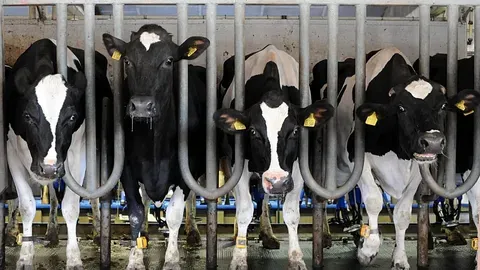 La industria cárnica y el clima: un problema oculto