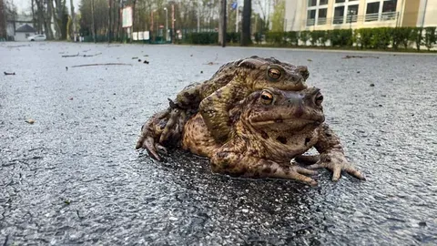 La 'Patrulla Rana' en Polonia: Salvando Anfibios Durante la Migración