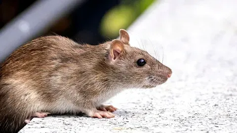 Hantavirus en un crucero: síntomas y riesgos