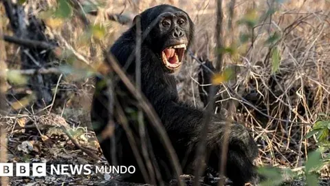 Los chimpancés y su sangrienta 'guerra civil'
