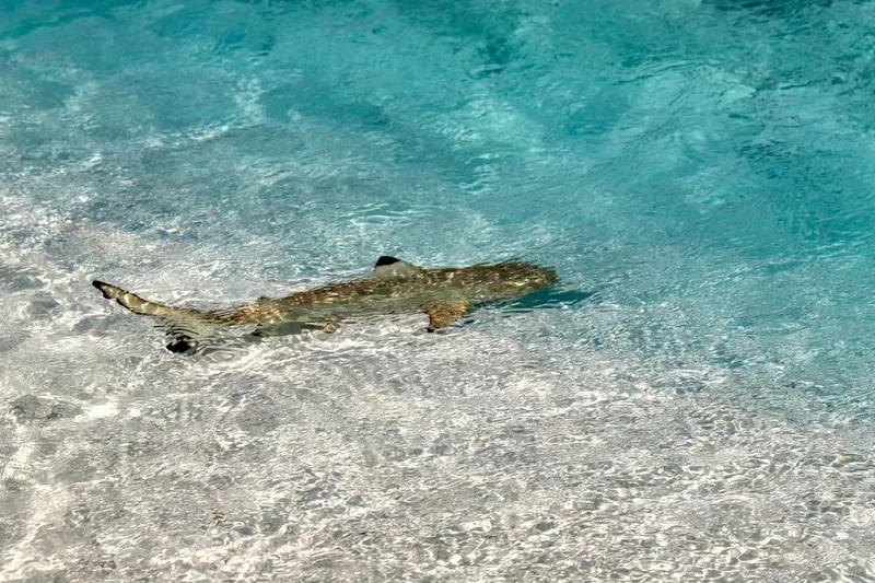 Los tiburones del Mediterráneo enfrentan una alarmante desaparición