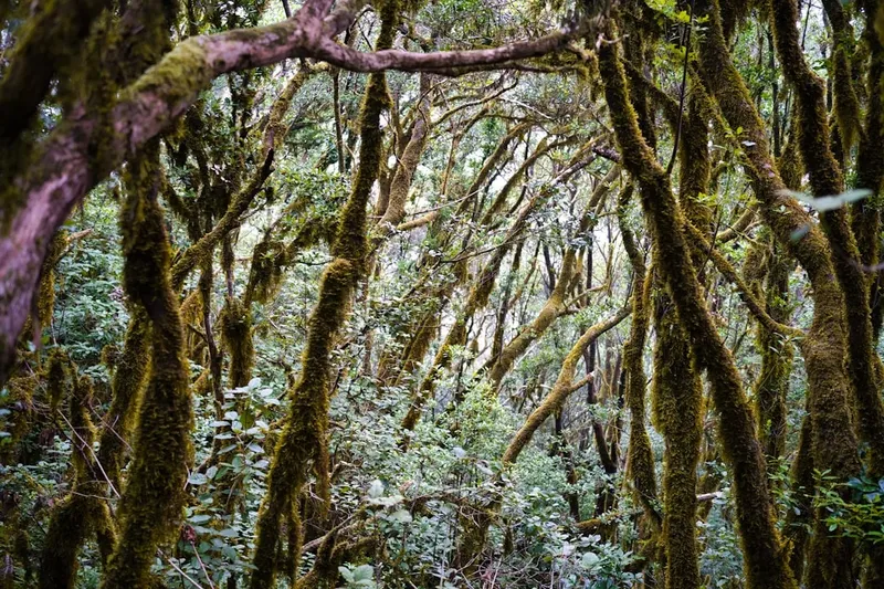 El descubrimiento de un bosque de la Edad de Hielo bajo el Mar del Norte