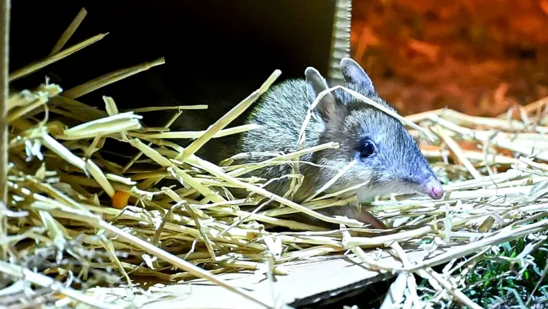 La reintroducción de bandicuts orientales, un hito en conservación