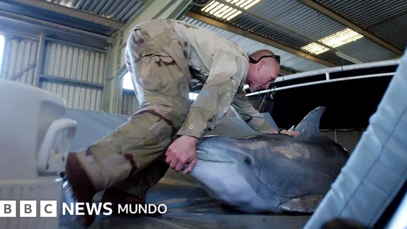 Los delfines suicidas que Irán compró a Ucrania
