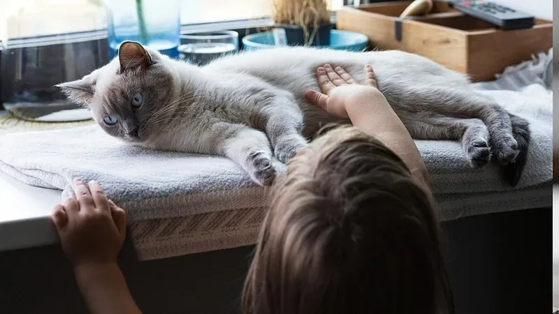 Los gatos domésticos comparten genes clave del cáncer con humanos