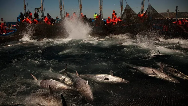 La juventud en España y la pesca responsable