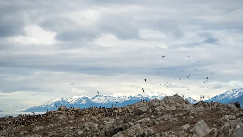 Un vertedero de aves en Ushuaia, Argentina, bajo sospecha como origen del brote de hantavirus