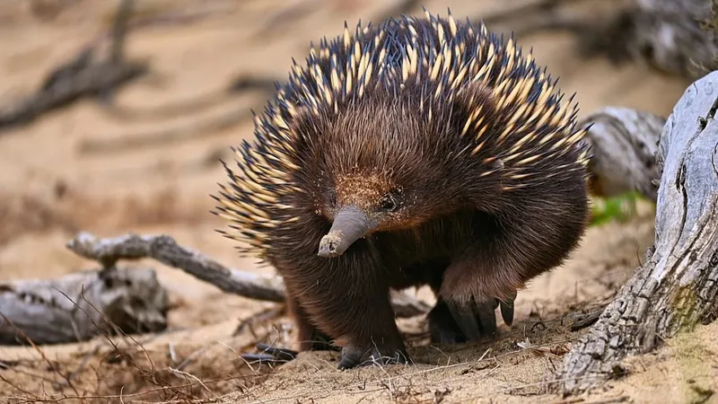 La Fauna como Aliada en la Lucha Contra el Cambio Climático