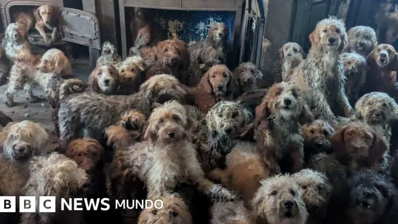 Rescate y Recuperación de 250 Perros en Inglaterra