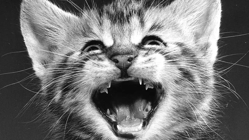 La fotografía de gatos: Un homenaje a Walter Chandoha