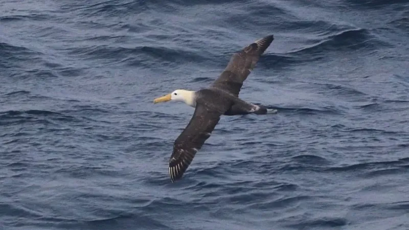 Albatros en peligro vuela lejos de su hogar