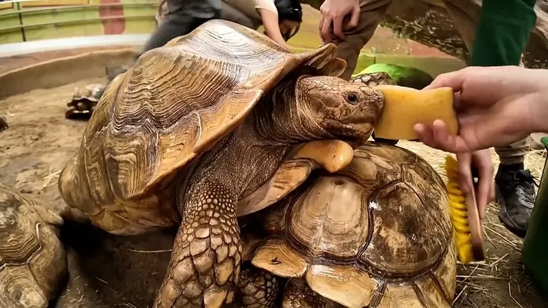 El zoológico de Nyíregyháza cuida a tortugas en peligro
