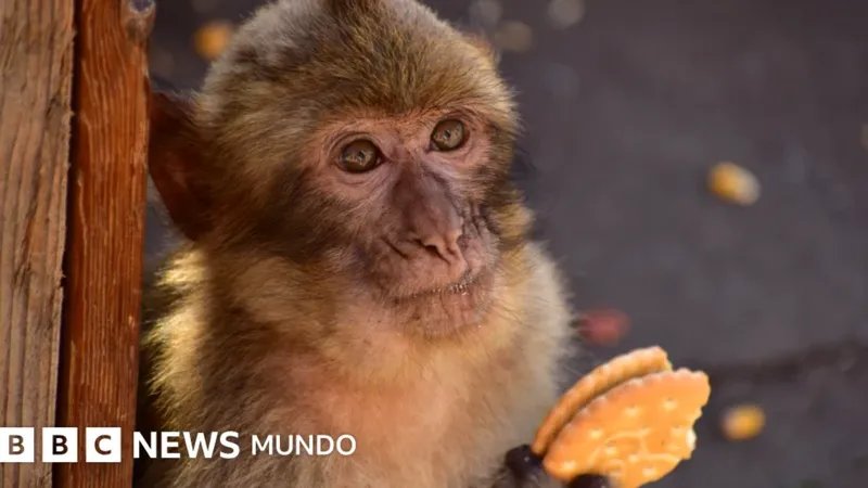 Los monos de Gibraltar y su extraña comida