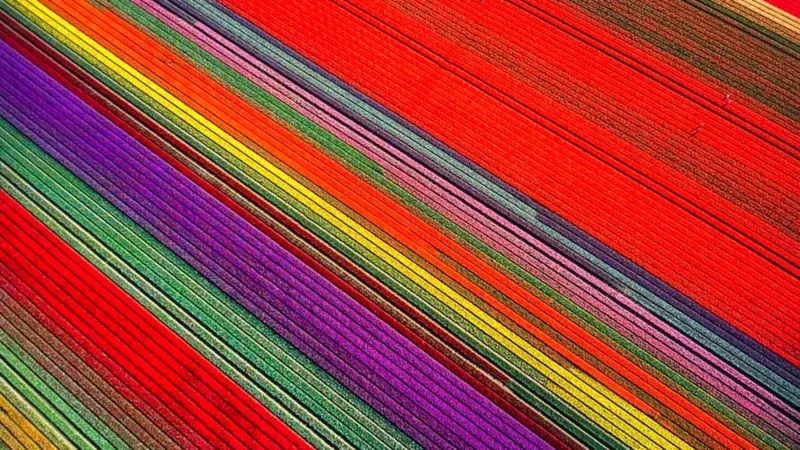 Tulipanes en el Sur: Un Calendaio Especial